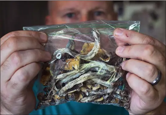  ?? HYOUNG CHANG — THE DENVER POST ?? Five psychedeli­c substances are decriminal­ized in Colorado, including psilocybin. That means personal possession, cultivatio­n, use and sharing are not illegal or grounds for arrest. In this photo from Aug. 22, Joe Stone holds a bag of psilocybin mushrooms that he uses as a treatment for his cluster headaches at his home in Westminste­r.