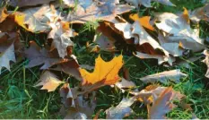  ?? Foto: Michaelis, dpa ?? Laub hilft dem Garten im Winter auf den Beeten als Wärmeschut­z, vom Rasen sollte man es aber entfernen: Er könnte drunter ersticken.