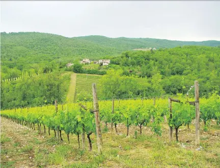  ?? BILL ZACHARKIW ?? The rolling hills of Tuscany’s Chianti region is home to sangiovese, the principal grape used for Chianti.