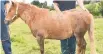  ??  ?? Star the miniature horse was stabbed 41 times.