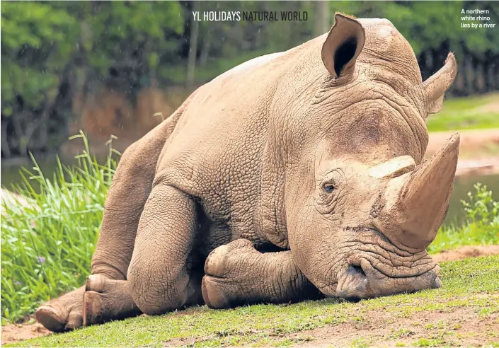  ??  ?? A northern white rhino lies by a river