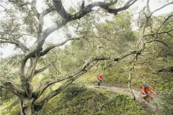  ?? Photos by Noah Berger / Special to The Chronicle ?? Mountain bikers navigate a trail amid a bounty of native California plants and flowers at the Fort Ord National Monument, designated just over five years ago.