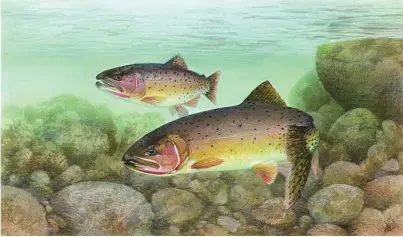  ?? Duane Raver / U.S. Fish and Wildlife Service via The New York Times ?? An illustrati­on of cutthroat trout, among the fish in the Big Blackfoot River near Missoula, Mont.