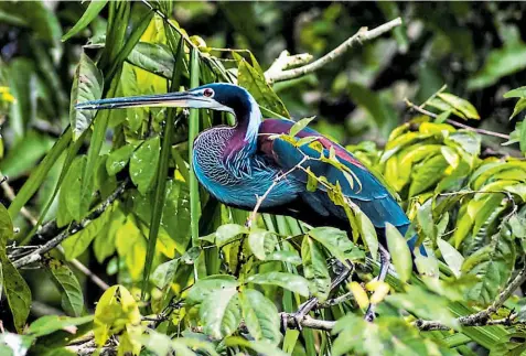  ??  ?? • La garza Agamia agami es monitoread­a en el Parque Nacional Yasuní desde el año 2017. Se estima que esta ave permanece alrededor de siete meses en esta zona de Ecuador.