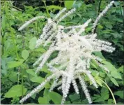  ?? Courtesy, Calgary Horticultu­ral Society ?? Native to mountainou­s areas, goat’s beard does well in Calgary. Look for its distinctiv­e white flowers.