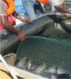  ?? EDIÇÕES NOVEMBRO ?? Sector da Aquicultur­a na província controla 654 pescadores
