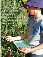  ??  ?? Lawson, 10 years old, “is the main reason I grow tomatoes as no-one else in the family likes them.”