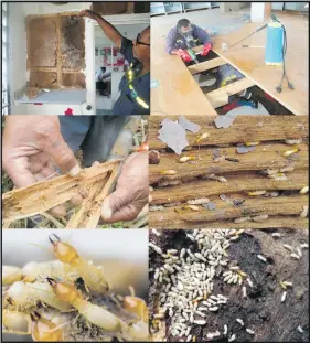  ??  ?? Asian Subterrane­an Termites.