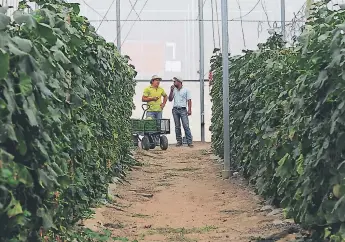  ??  ?? INGRESOS. El sector agrícola es uno de los sectores que más divisas genera al país.