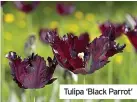  ?? ?? Tulipa ‘Black Parrot’