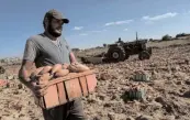  ?? AFP / SAID KHATIB ?? In this file photo, Palestinia­n farmers harvest sweet potatoes at a farm in Khan Yunis, in the southern Gaza Strip. The bulbous, colorful sweet potato has long been seen as an artifact of mankind's first ocean voyages, ferried from its home in South...