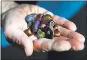  ??  ?? Carol Ashford holds a handful of Venetian beads found in the ruins of their hillside home. “I see some art in the making,” she said.