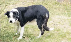  ??  ?? Gayle, a border collie who once belonged to the Vermette family of Ranch Dog Inc.