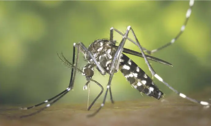  ?? Fotos: dpa, Archiv, ECDC ?? Die Asiatische Tigermücke (Aedes albopictus), aus der Familie der Stechmücke­n, fühlt sich in Europa wohl und breitet sich immer mehr aus
