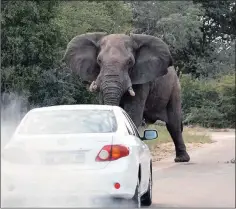  ??  ?? Screen grabs of the video Facebook user Joan Ryder Rathband posted showing a motorist going after an elephant in the Kruger National Park. To view the video, visit the Daily News Facebook page.