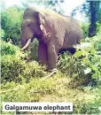  ??  ?? Galgamuwa elephant