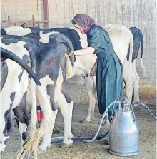  ?? ÉRICK GUERRERO ?? Los menonitas, personas que le apuestan al trabajo