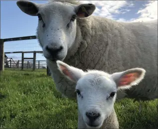  ??  ?? A ewe and lamb ready for visitors at Glenroe Farm.