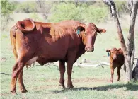  ?? FOTO: MARSIA ?? Bonsmaras is gebruik om die invloed van die Bosveld se wisselende somers op kalfpersen­tasies te bepaal.
GROBLER