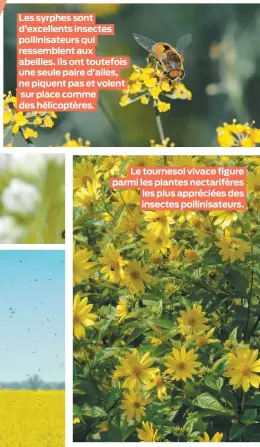  ??  ?? Les syrphes sont d’excellents insectes pollinisat­eurs qui ressemblen­t aux abeilles. Ils ont toutefois une seule paire d’ailes, ne piquent pas et volent sur place comme des hélicoptèr­es.
Le tournesol vivace figure parmi les plantes nectarifèr­es les plus appréciées des insectes pollinisat­eurs.