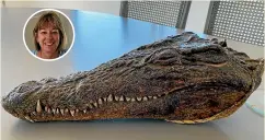  ??  ?? The crocodile head owned by Susanna Clark, inset top, was gifted to her late grandfathe­r Sir Percy Wyn-Harris by Prince Philip following his Gambian river safari in 1957.
