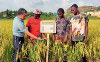  ?? ?? A Chinese expert and Nigerian farmers test new rice varieties introduced under a China-Africa cooperativ­e project