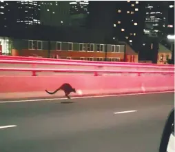  ??  ?? ... A video screenshot obtained yesterday shows a wallaby on Sydney’s Harbour Bridge. Traffic controller­s monitored the wallaby as it bounded off the bridge onto an expressway heading towards a city centre street, where police officers cornered it. The...