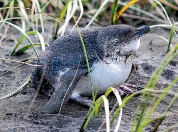  ?? SAM SCANNELL/STUFF ?? Hawke’s Bay police are appealing for informatio­n about the theft of little blue penguins in Napier.