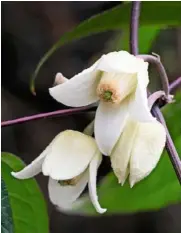  ??  ?? Clematis urophylla ‘Winter Beauty’ has small, nodding heads of urn-shaped, waxy flowers, flaring at the tip as they mature (below).