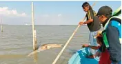  ?? AHMAD KHUSAINI/JAWA POS ?? MEMBUSUK: Bangkai hiu tutul yang mengapung di perairan Teluk Lamong kemarin (30/10).