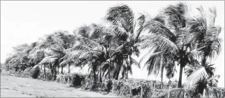  ?? (Ministry of Agricultur­e photo) ?? A section of the bearing trees that were poisoned