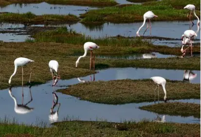  ?? NARDUS ENGELBRECH­T/ASSOCIATED PRESS/FILE 2020 ?? Droughts in wetlands can keep flamingos from breeding, since they need mud to nest their eggs.