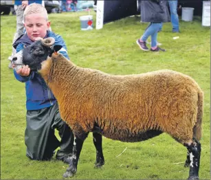  ??  ?? Donnie MacCorquod­ale, 10, with his home-bred gimmer which won reserve in the confined blackface section. Donnie was the Young Farmer Overall Champion
