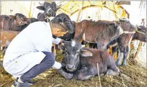  ?? AFP ?? Veterinari­an Karrar Ibrahim Hindi examines a sick buffalo at a farm in the marshes of Iraq’s southern district of Chibayish in Dhi Qar province on March 26.