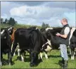  ??  ?? Liam O’Keeffe with his herd and Herdwatch on his farm in Ballydesmo­nd, Mallow Co.Cork.