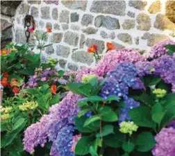  ??  ?? Hortensias ou pavots : le jardin de Nadia et Fabrice abritent une grande
diversité de flore. Parfait pour les invités en quête de couleurs !