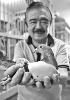  ?? — AFP photos ?? Jaime Lim, one of the Philippine­s’ best-known pigeon fanciers, shows one of his racing pigeons at his home in Manila.