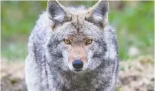  ??  ?? Coyotes are “surprising­ly common” in this area, Bruce Roney says.