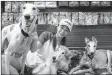  ?? —AFP ?? Pet shop owner Fei Chan poses with adopted female greyhounds Bobo (R), 9, and Choi Choi (L), 8,in Macau On Friday.