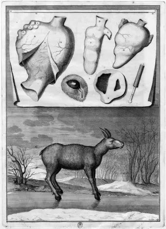  ??  ?? Sébastien Leclerc: Reindeer, 1671