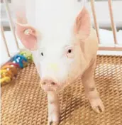  ?? REVIVICOR ?? Scientists temporaril­y attached a kidney from a gene-edited pig to a human body and watched it work, a small step in a quest to use animal organs for transplant­s.