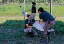  ?? Audubon Nature Institute / Associated Press ?? Barely social distancing, Heather Holtz takes semen from a whooping crane May 31 for artificial inseminati­on.