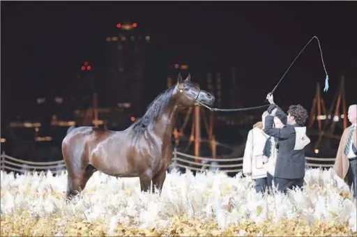  ?? ?? The purebred Arabians showcased at Katara Internatio­nal Arabian Horse Festival (KIAHF) are admired by passionate connoisseu­rs, horse-owners and breeders, and horse lovers.