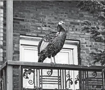  ?? ANNA JS LEE/COURTESY ?? A wild turkey perches recently on a balcony near Sunnyside Avenue and Sheridan Road in Uptown.