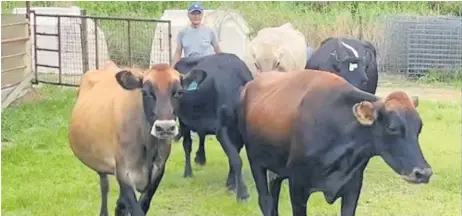  ?? Picture: SUPPLIED ?? Sakai Kiyoshi observes and guides cattle.