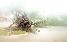  ??  ?? A fallen tree is seen as tropical storm Pabuk approaches the southern province of Nakhon Si Thammarat,Thailand. — Reuters photo