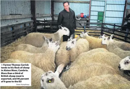  ?? Owen Humphreys ?? > Farmer Thomas Carrick tends to his flock of sheep in Alston Moor, Cumbria. More than a third of British sheep meat is exported, and 96 percent of it goes to the EU