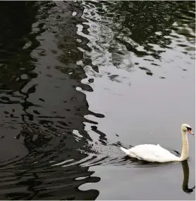  ??  ?? Charlie McGeachan’s image of a beautiful swan