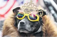  ?? PHOTO: REUTERS ?? Canine fan . . . A dog wears a tiara and sunglasses before Queen Elizabeth II and the Duchess of Sussex visited Chester yesterday.