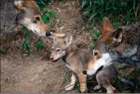  ?? The Associated Press ?? CLOSE EYE: In this June 13, 2017, file photo, the parents of this 7-week old red wolf pup keep an eye on their offspring at the Museum of Life and Science in Durham, N.C.